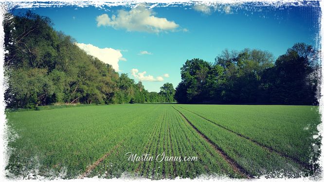 Field of Green