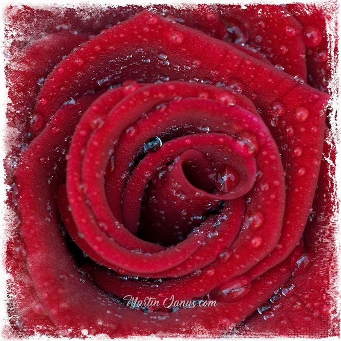 Red rose water drops