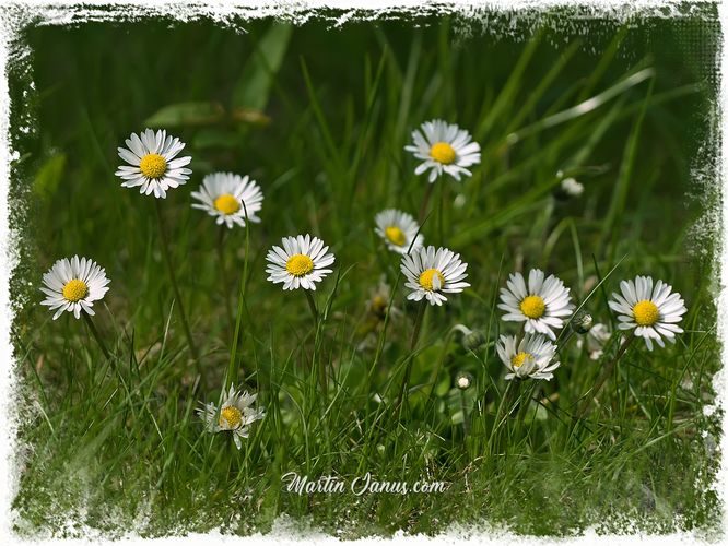 Daisies in grass Photo