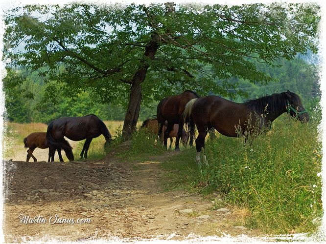 Horses, Narture