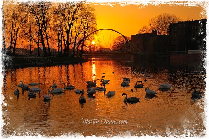 Swans, Wroclaw, City, Sunset